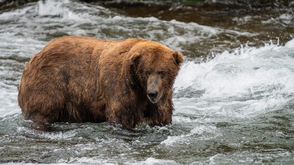 Fat Bear Week