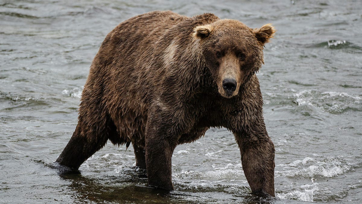 A big brown bear