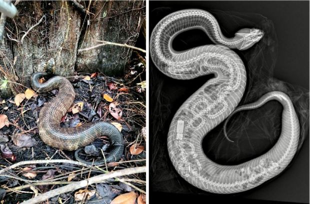 The Cottonmouth snake killed and ate the baby python seen in the X-ray.  Courtesy of Frank Ridgley, Zoo Miami