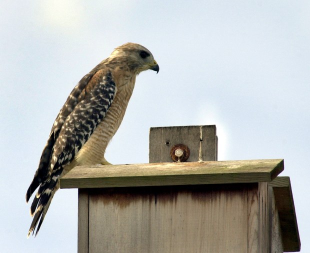A red-shouldered hawk on a nest box at the Loxahatchee National Wildlife Refuge.  (Mark Randall / South Florida Sun Sentinel)