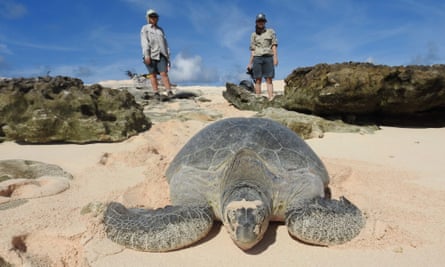 A green turtle returns to the sea after nesting on Ren Island, which is being monitored by wildlife experts.