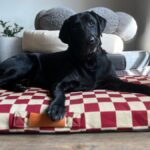 Best Dog Beds of 2024