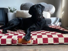 Best Dog Beds of 2024