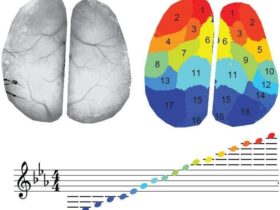 Brain Music To Get More Information From Neuroscience Data