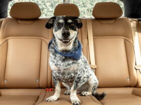 Lucid releases helpful Tesla Dog Mode-like feature for pet owners