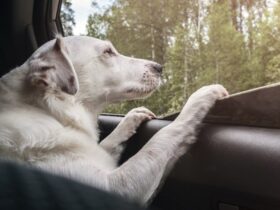 The Best Car Seat Covers For Dogs In 2024