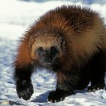 As Colorado Debates Reintroducing Wolverines, Here Are 3 Must-Knows About Earth’s Largest Weasel