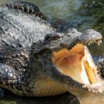 3 Reasons Why Crocodiles Are As Indestructible As They Look