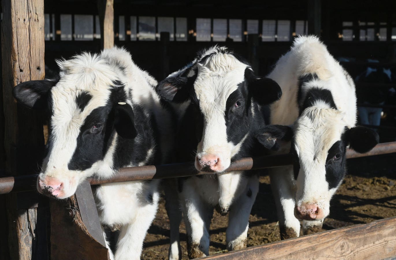 Avian Influenza In Cattle And A Person Prompts Health Advisory From CDC